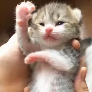 🌟