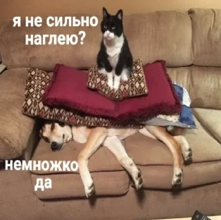 😇