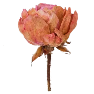 🥀