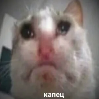 😿