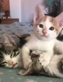 💋