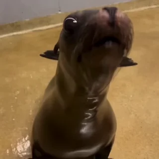🤬