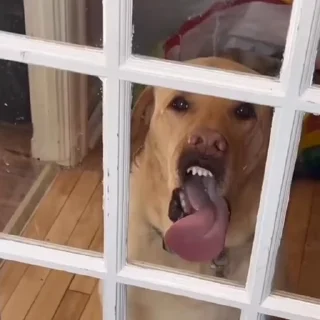 🐩