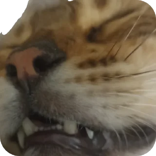 🐱