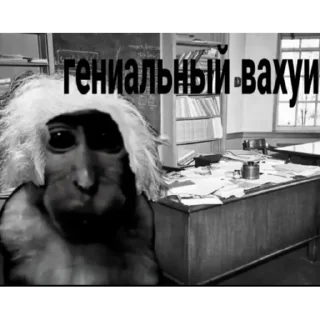 🐵
