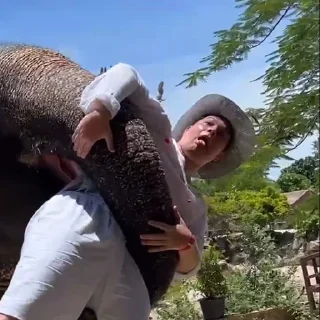 🐘