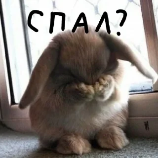 🐰