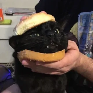 😺