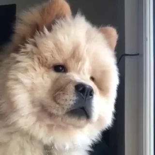 🤍