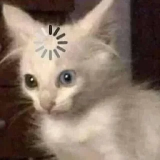 🐈‍⬛