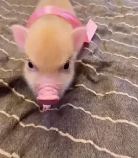 🐷