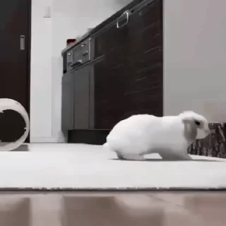 🐇