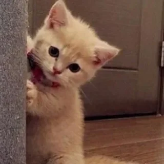 👀