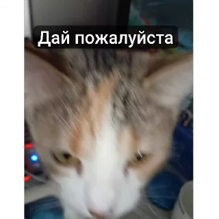 🐱