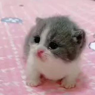 🐈