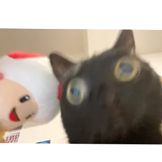 🐱
