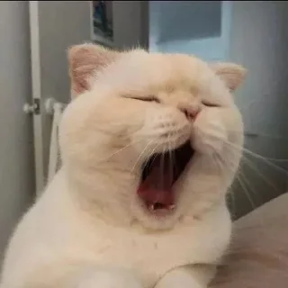 🐱