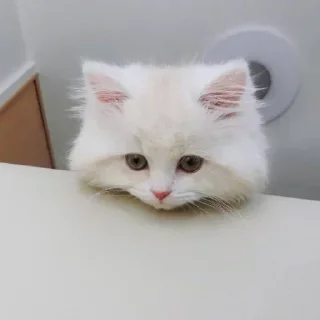 Cat @stickersb2b