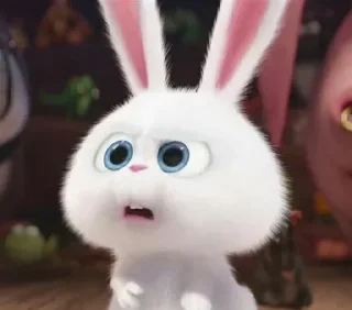 🐰
