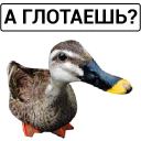 🦆