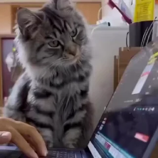 🐈