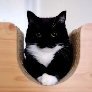 😾