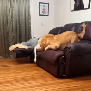 🐩