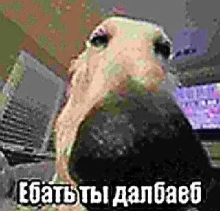 🌟