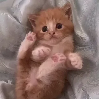 🐾