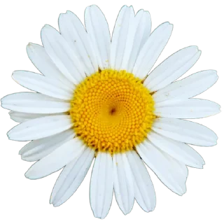 🌼