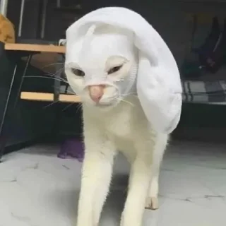 🧦
