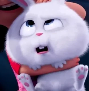 🐰