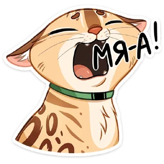 😽