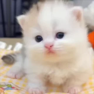 🌟