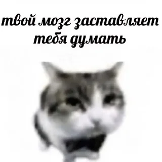 🐱