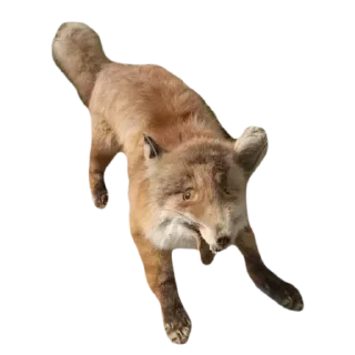 🦊