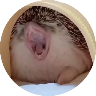 🦔