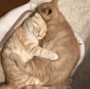 Cat's Memes by MahYa [ @MoodPacks ]