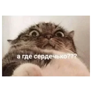 😺
