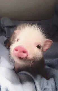 😇
