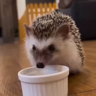 🦔