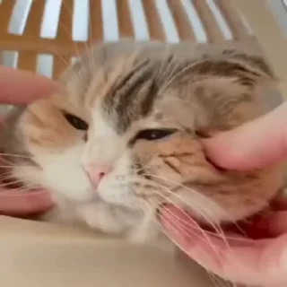 🐈