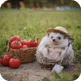 😋