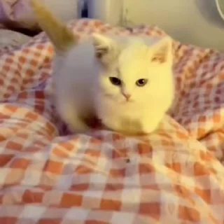 🌟