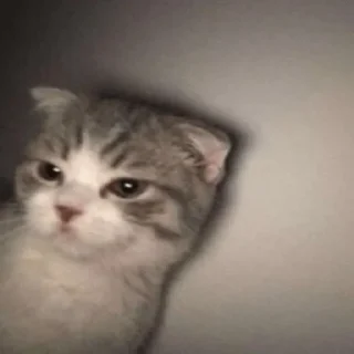 😼