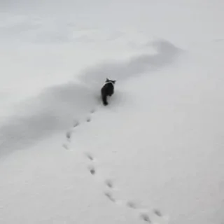 🐈‍⬛️