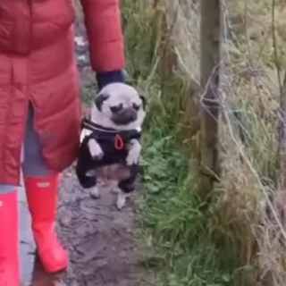 🐶