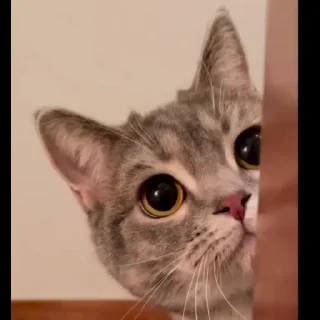 Милые котики @stickroom