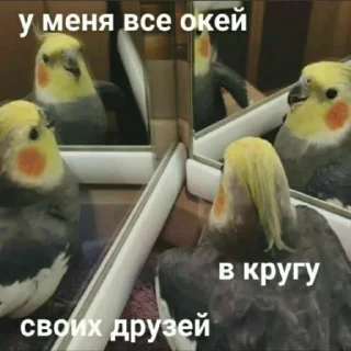 🦜