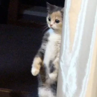 🐈